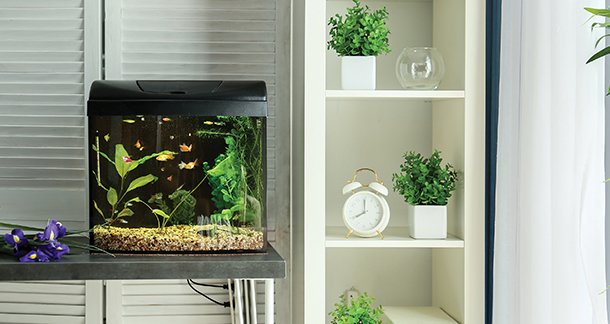J5_Things-to-Keep-in-Mind-While-Adopting-Freshwater-Aquarium-Fish