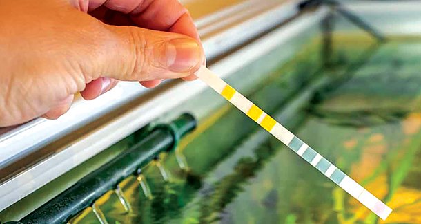 L2_Understanding-Various-Factors-to-Prevent-Your-Fish-from-Dying-in-Winter