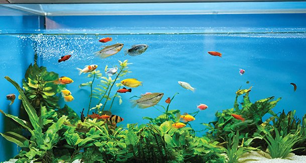 L4_Understanding-Various-Factors-to-Prevent-Your-Fish-from-Dying-in-Winter