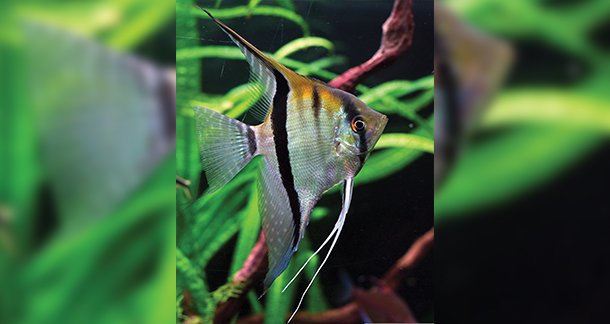 L5_Understanding-Various-Factors-to-Prevent-Your-Fish-from-Dying-in-Winter