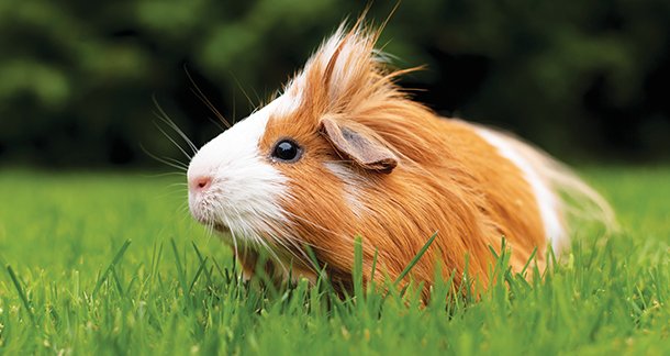 Small Animal Nutrition