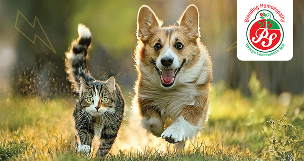 Immunovat: The Ultimate Homeopathic Immunity Booster For Pets
