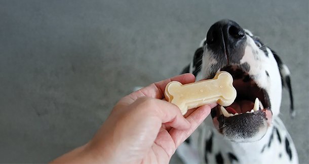 Warming Foods and Treats in Winter to Keep Your Pet Energised