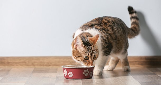 F3_Warming-Foods-and-Treats-in-Winter-to-Keep-Your-Pet-Energised