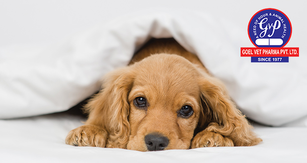 Winter Blues, Barky Coughs: Easing Discomfort with Cold Medicine for Dogs