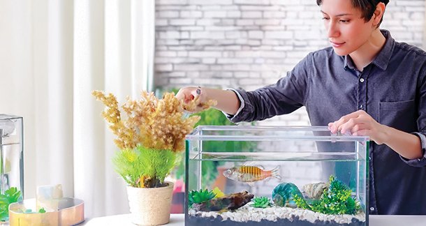 Aquarium Fish Care in Winter