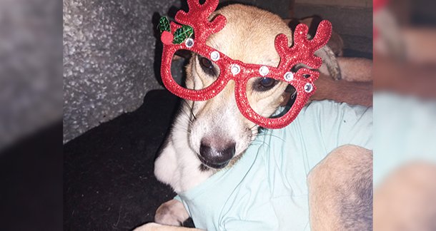 Finding Hope : The Pup Who Adopted Me