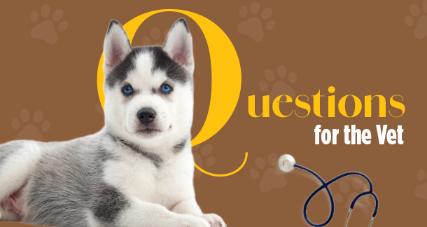 Questions for the Vet:Gut Health for Dogs