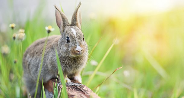 Diet and Nutrition for Bunnies
