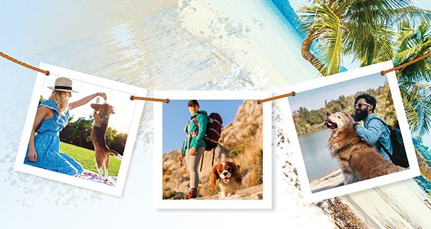 A Detailed Guide for Taking Your Pet on a Holiday