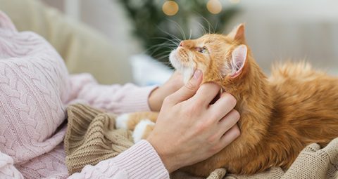 Why Indoor Cats Live Longer: Risks, Rewards, and Everything - Creature ... - Reasons Why Indoor Cats Live Longer