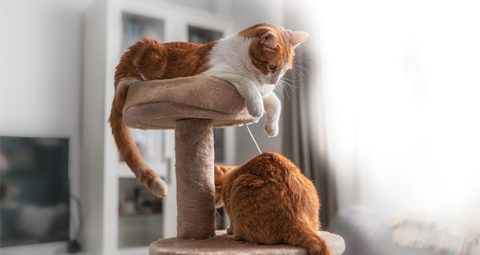 Reasons Why Indoor Cats Live Longer photo