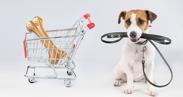 Pet Accessories Your Furry Friend Will Love