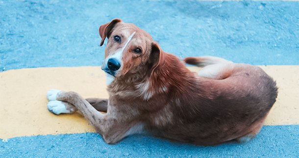 Desi Stray Dogs Turn Unsung Heroes at Border