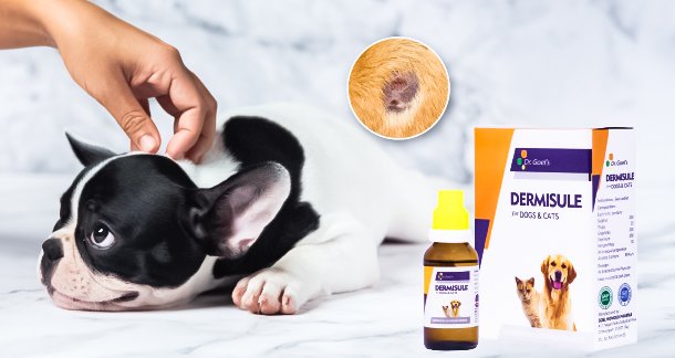 Skin Infection in Dogs and Cats: Dermisule Against Skin Infection