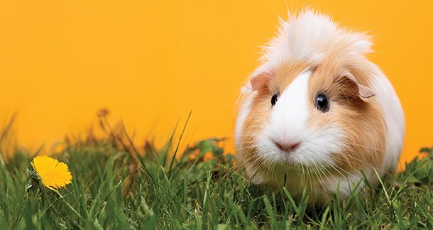 From Lethargy to Vitality: Healthy Ways to Help Small Pets Regain Energy