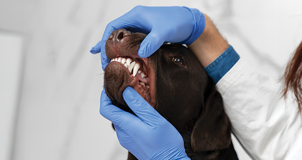 Why Dental Hygiene in Pets Is More Important Than You Think