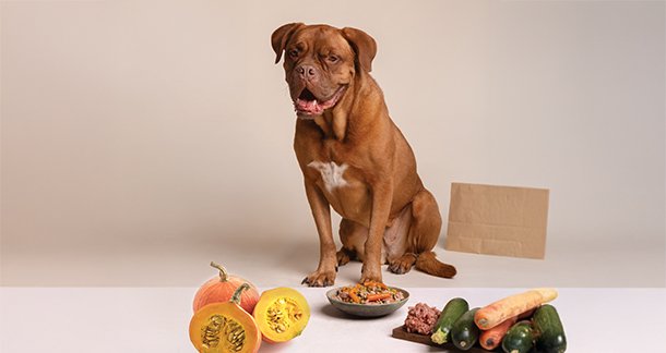 Nourishing From Within: Gut-Friendly Foods for Our Furry Companions