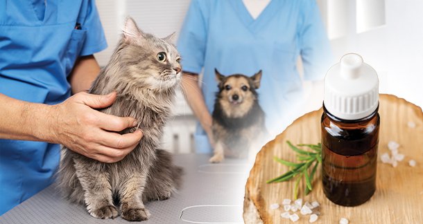 Homeopathic Veterinary Medicines for Dogs & Cats: Homeopathy Remedy