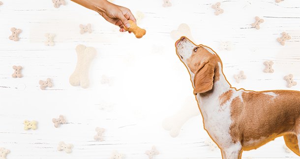 The Essential Guide to Dog Treats: Nourishing Your Canine Companion Beyond Mealtime