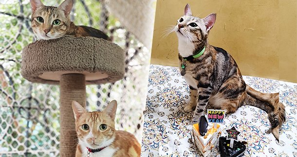 A2_Pet-of-the-Month