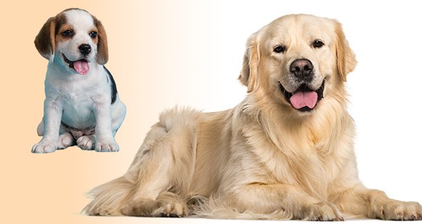 Development Stages and Behavior in Dogs