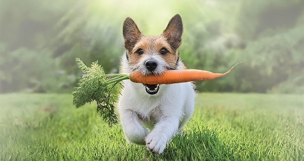 A More Mindful Bowl: Exploring Plant-Based Nutrition for Dogs