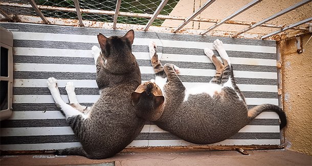 A3_A-Love-Letter-to-Peppa-and-Demi