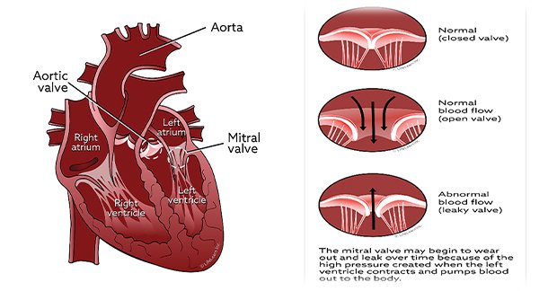 D2_Heart-Health-in-Dogs