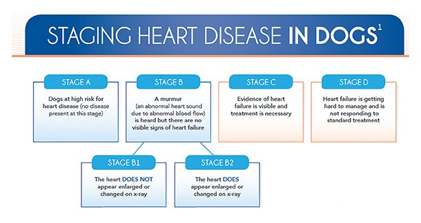 D3_Heart-Health-in-Dogs