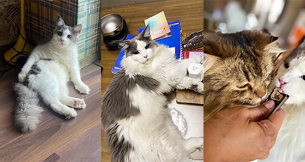 Story of Glen, Cookie, and Bruno