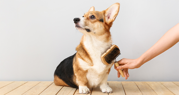 Seasonal Grooming Challenges: Keeping Your Pet Comfortable All Year Round