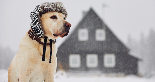 Common winter ailments in dogs and how to treat them