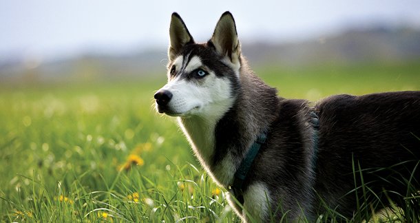 Does a Dog Breed’s Nationality Impact Its Needs and Requirements?