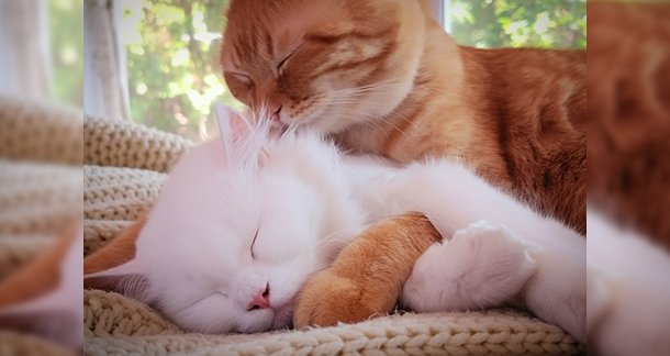 PAWFECT POSE- Celebrating World Animal Day