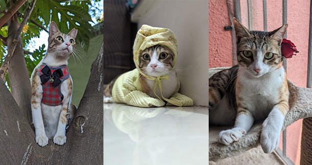 Piku’s Purr-spective: How I Survived, Found My Human, and Became a Superhero