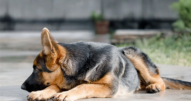 German Shepherds Health Problems & How to Cure Them