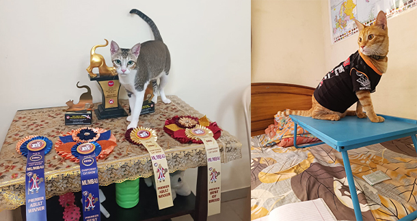 Double the Trouble, Double the Love: Life with Tara and Mango