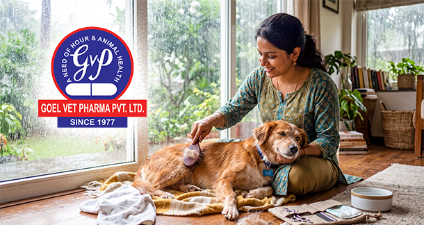 Rainy Days and Shedding Fur: Coping with Dog Hair Shedding in Monsoon